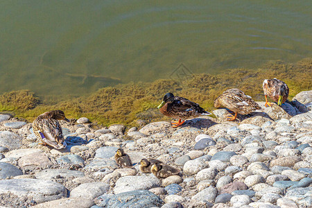 在城市公园池塘岩石岸上的太阳中鸭子鸭子图片