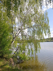 湖边的桦树图片