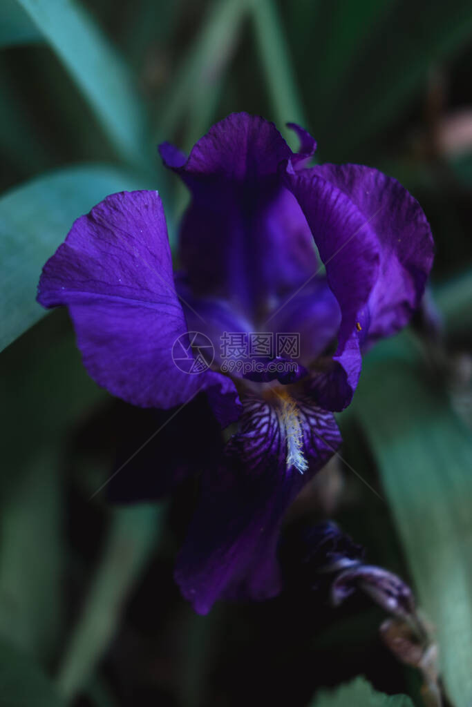 美丽的黑色紫花朵盛开在花床上鲜香图片