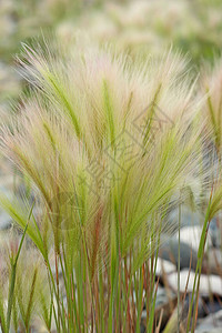 大麦或狐尾大麦短尾大麦的蓬松草精图片
