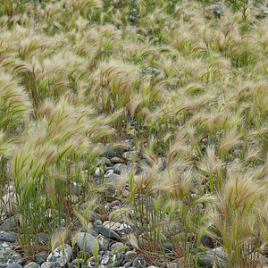 狐尾大麦或Hordeumjubatum的毛草图片