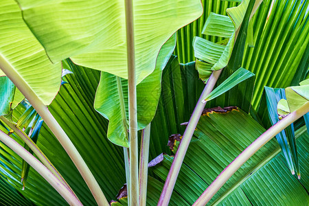 热带香蕉树叶质大棕榈叶绿图片