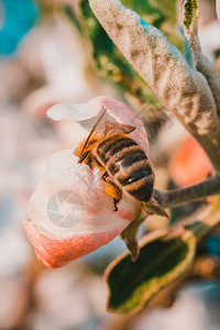 蜜蜂授粉花朵照片展示了2020年水图片