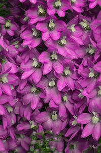 蓝色飞燕草花夏日花园中飞燕草的紫罗兰花图片