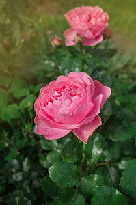 粉红色的玫瑰花园里长着粉红玫瑰美丽的粉红图片