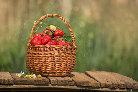 在草莓植物附近装满草莓的篮子新鲜采摘的草莓在花园里度图片