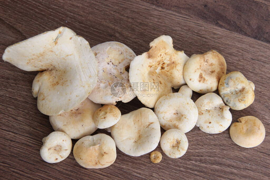 许多白林蘑菇图片