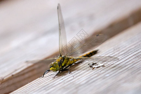 黄色蜻蜓在一张木凳上休息图片