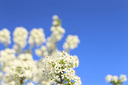 美丽的春天背景白樱花树的枝子在清蓝的天空背景图片