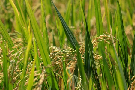 黄绿色稻田的近景与柔和的日出光稻田的景色稻田的稻田巴厘图片