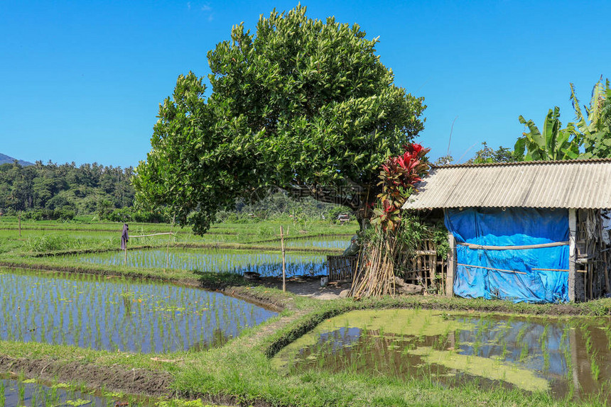 传统的农民小屋在大米中农户住在红米和绿图片