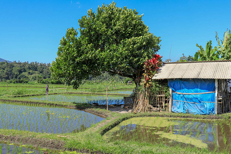 传统的农民小屋在大米中农户住在红米和绿背景图片