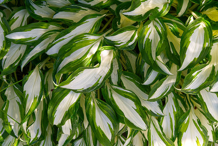 植物园里的绿叶白和绿色树叶背景图图片