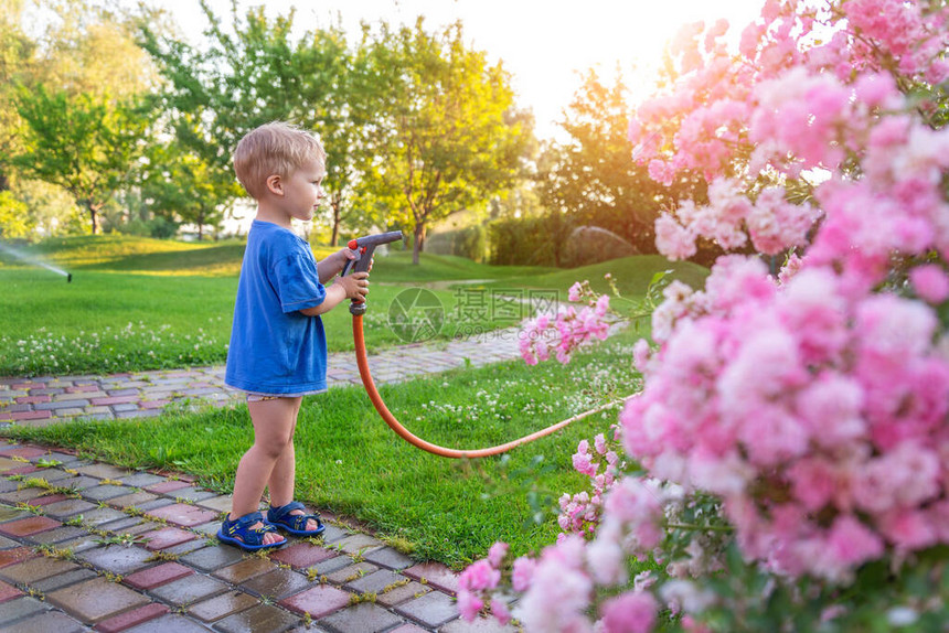 可爱的白种人金发蹒跚学步的男孩喜欢在阳光明媚的日子里在家后院用软管喷水器浇花和草坪儿童小帮手在夏季图片
