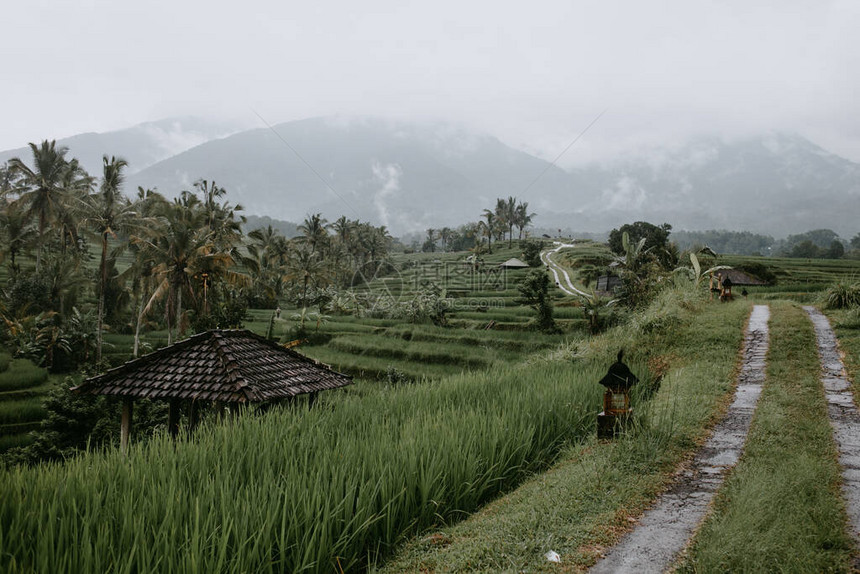 印度尼西亚Tegalalang图片