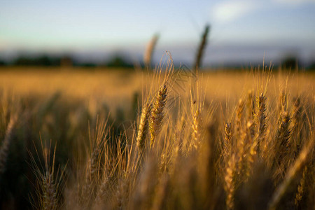 日落时熟麦子的尖,小麦彩色为金黄图片