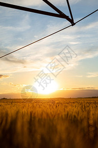 日落在大片小麦上谷物是金黄色图片