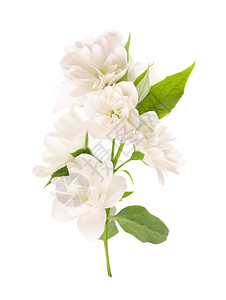 茉莉花在白色下被隔离茉莉花枝背景图片
