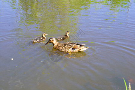 两只鸭子在池塘里图片