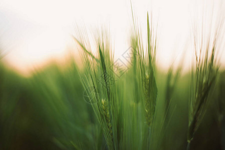 黑麦或大麦绿茎在夏田的夕阳下图片
