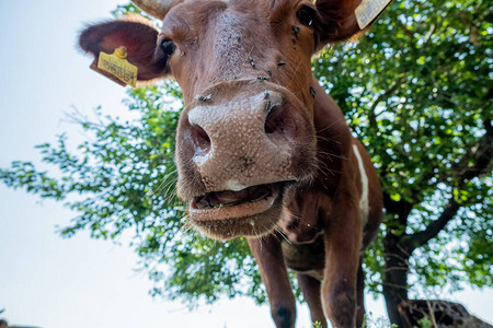 牧草上一头牛的肖像图片