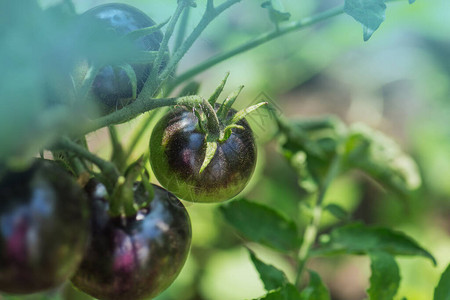 种植有机西红柿新鲜的紫传承植物和水果图片
