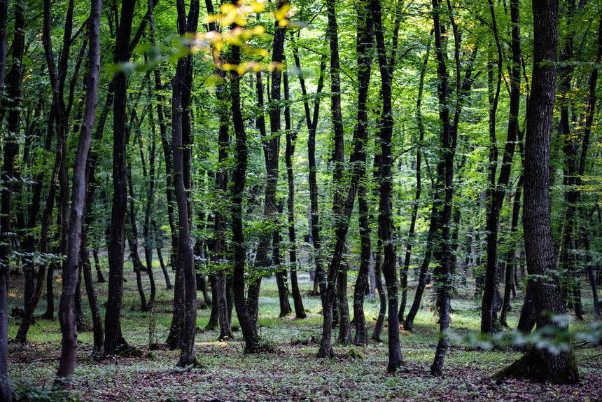 夏天的绿色森林背景图片