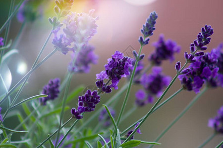 Lavandulaangustifolia盛开的美丽紫色植物真正的薰衣草散发出芳香背景图片