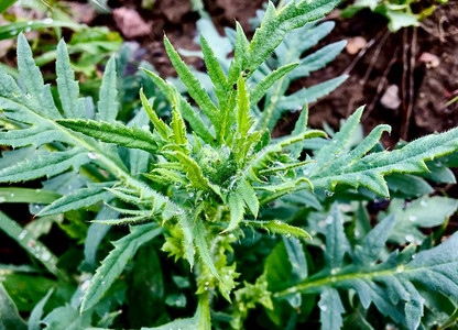 水飞蓟制剂用于治疗肝脏疾病脾脏疾病图片