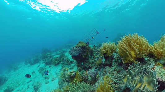 珊瑚礁水下与热带鱼图片