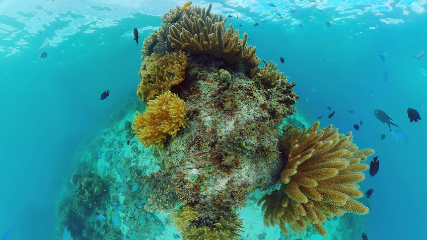 珊瑚礁和热带鱼类图片