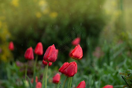 绿色背景上的红色郁金香盛开的春天的花朵图片