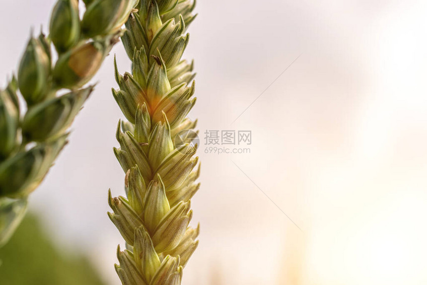 田野农场小麦地貌图片