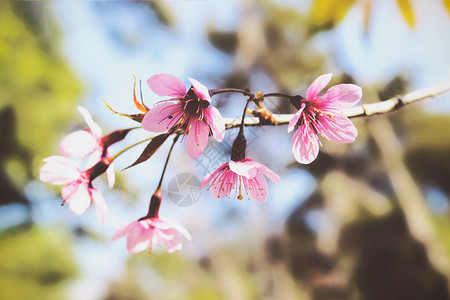 Prunuscerasoides盛开图片