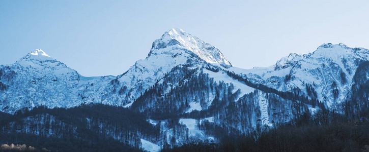 美丽的风景高加索山脉的雪峰山坡上覆盖着针叶林蓝图片