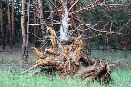 从地上被强风撕破的树根中枢拍摄图片