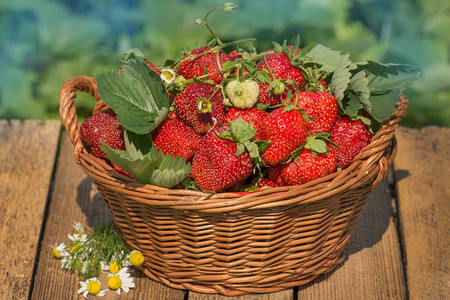 篮子里的草莓收获草莓在草莓植物附近装图片