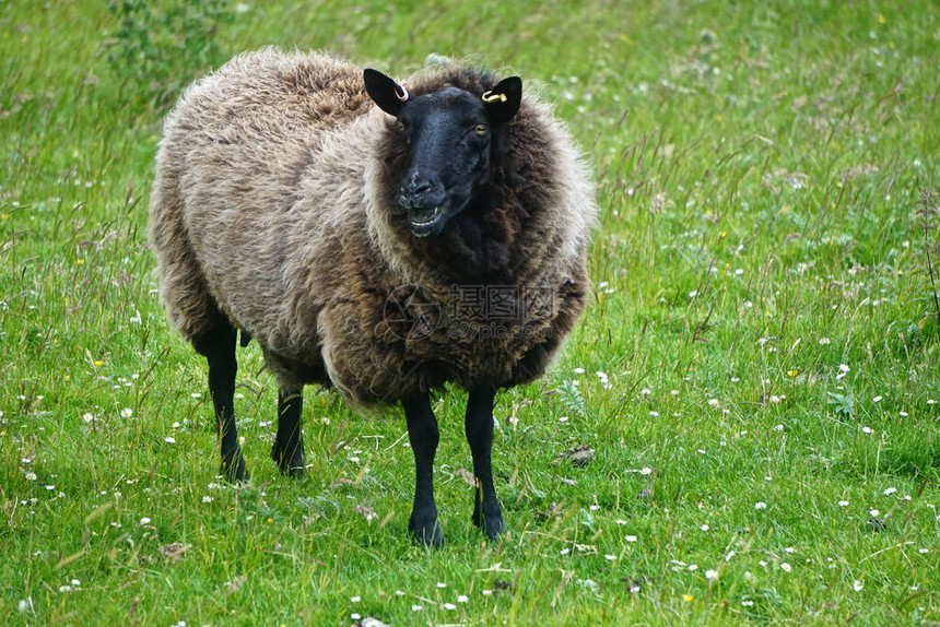 苏格兰西海岸农场的设得兰羊图片