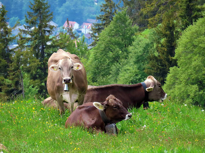 massif山坡和山脚高山峡谷的草地和牧场上的牛群图片