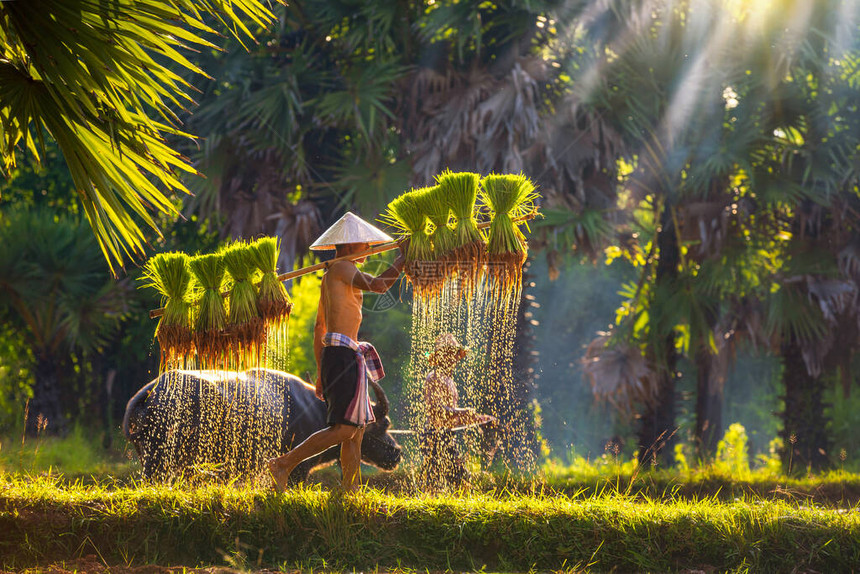 亚洲男子携带茉莉香米树苗在稻田里耕作父亲和儿子正在一起把大米运到一起东南亚人穿过稻图片
