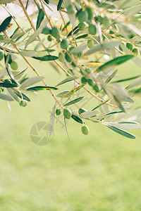 绿色橄榄果特写镜头在树叶间的树枝上图片
