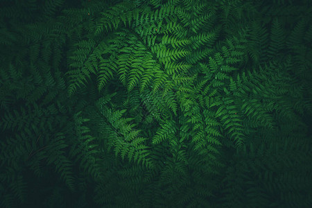 蕨叶的绿色背景森林绿色植物图片