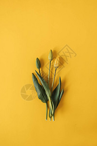 黄色的郁金香花束在黄色背景上图片