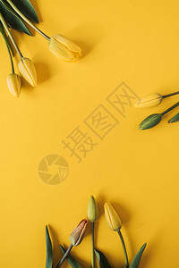 圆形花环黄色的郁金花朵图片