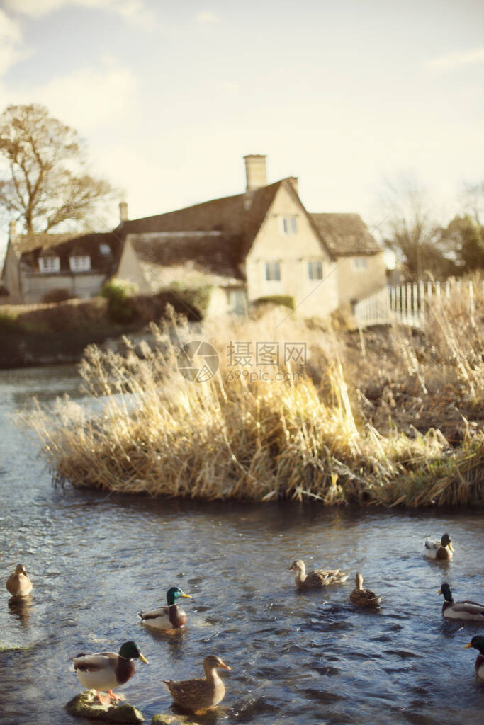 轻地关注清晨光下湖底浴池中的鸭子在英国图片
