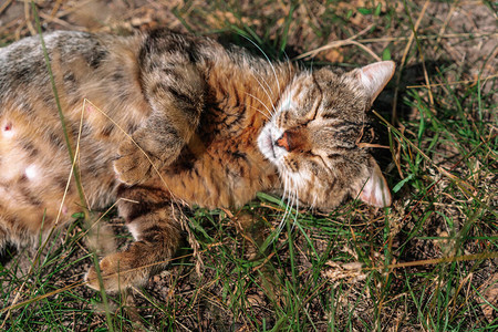 猫躺在草地上打哈欠图片