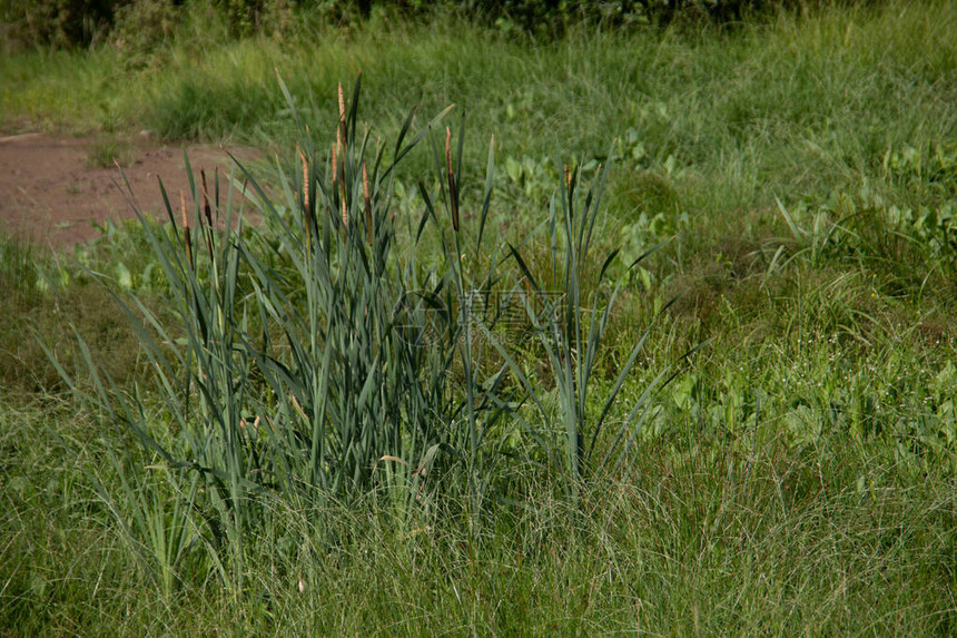 芦苇草和狐尾活塞的沼泽
