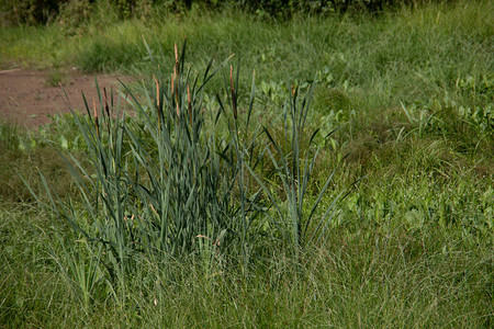 芦苇草和狐尾活塞的沼泽图片
