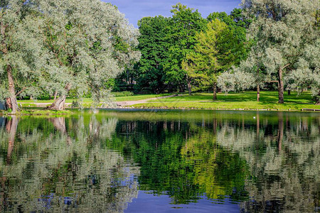 湖面上树木的镜像夏季公园景观城市公园镜像湖面上光滑景观图片