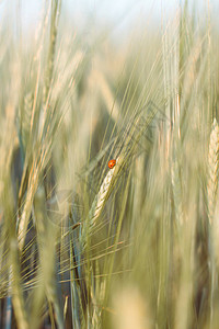 黑麦或小麦上的昆虫瓢小麦或黑麦关闭美妙的田园风光标签艺术设计丰收的图片